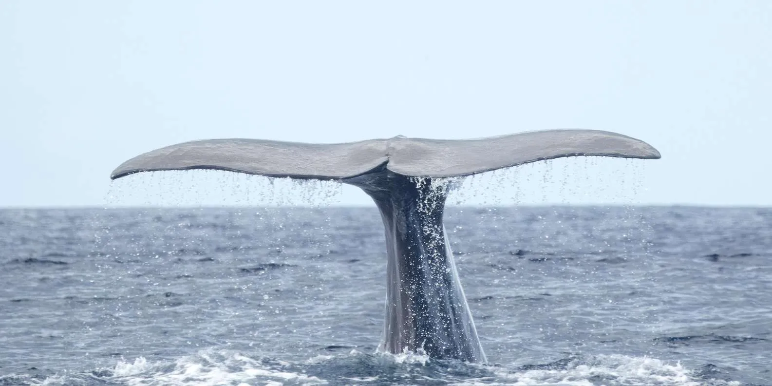 Picos de Aventura gallery: Wildlife encounter off São Miguel