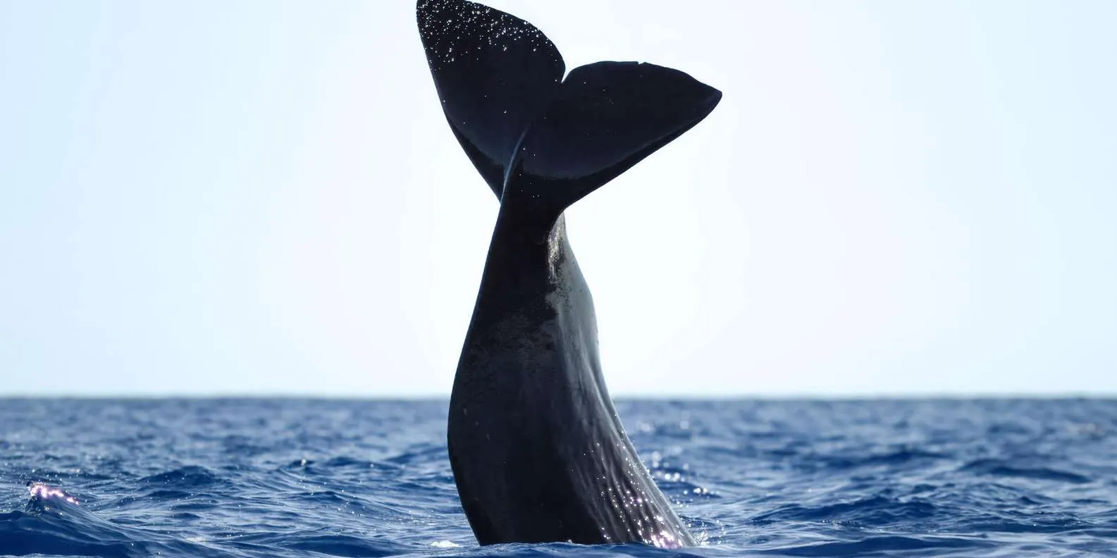 Picos de Aventura gallery: Marine life photographed by the operator