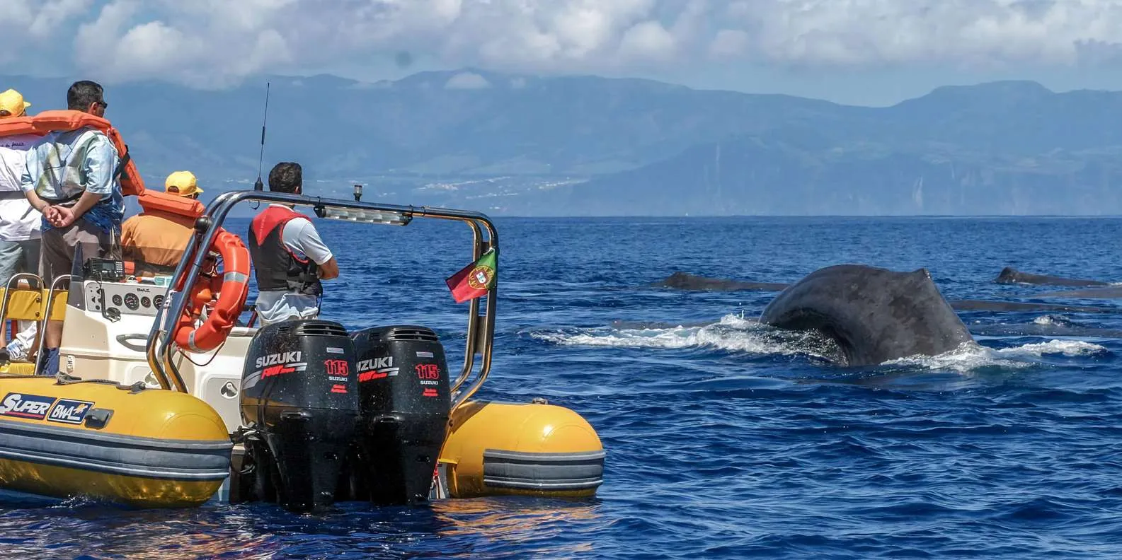 Terra Azul Zodiac observing a whale