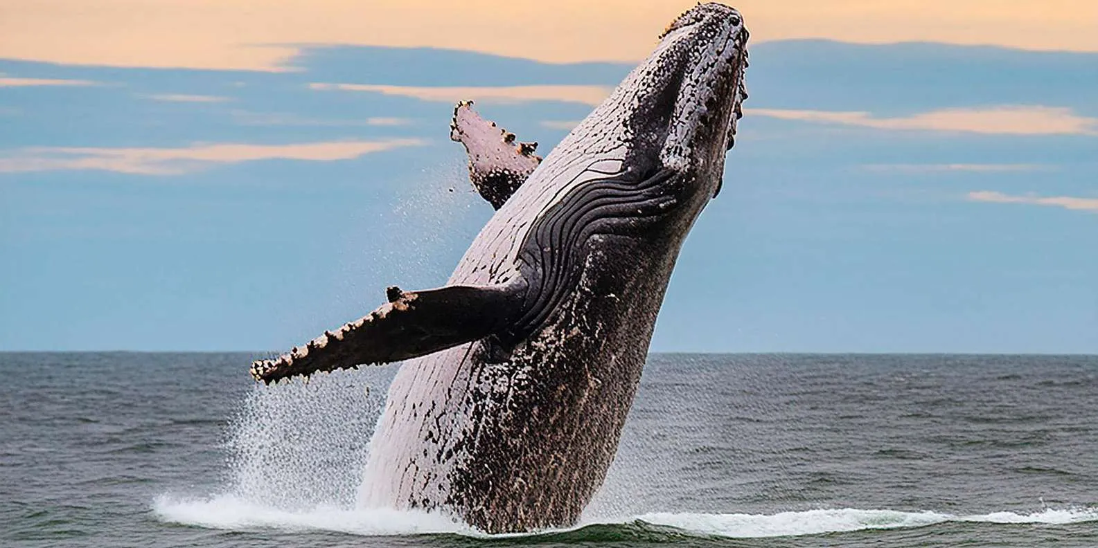 TERRA AZUL gallery: Whale watching boat and ocean scenery