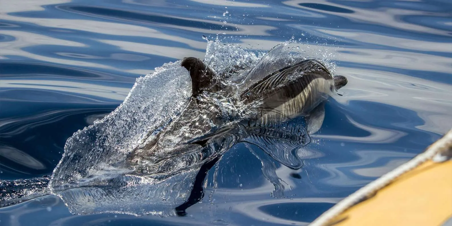 TERRA AZUL gallery: Marine life photographed by the operator