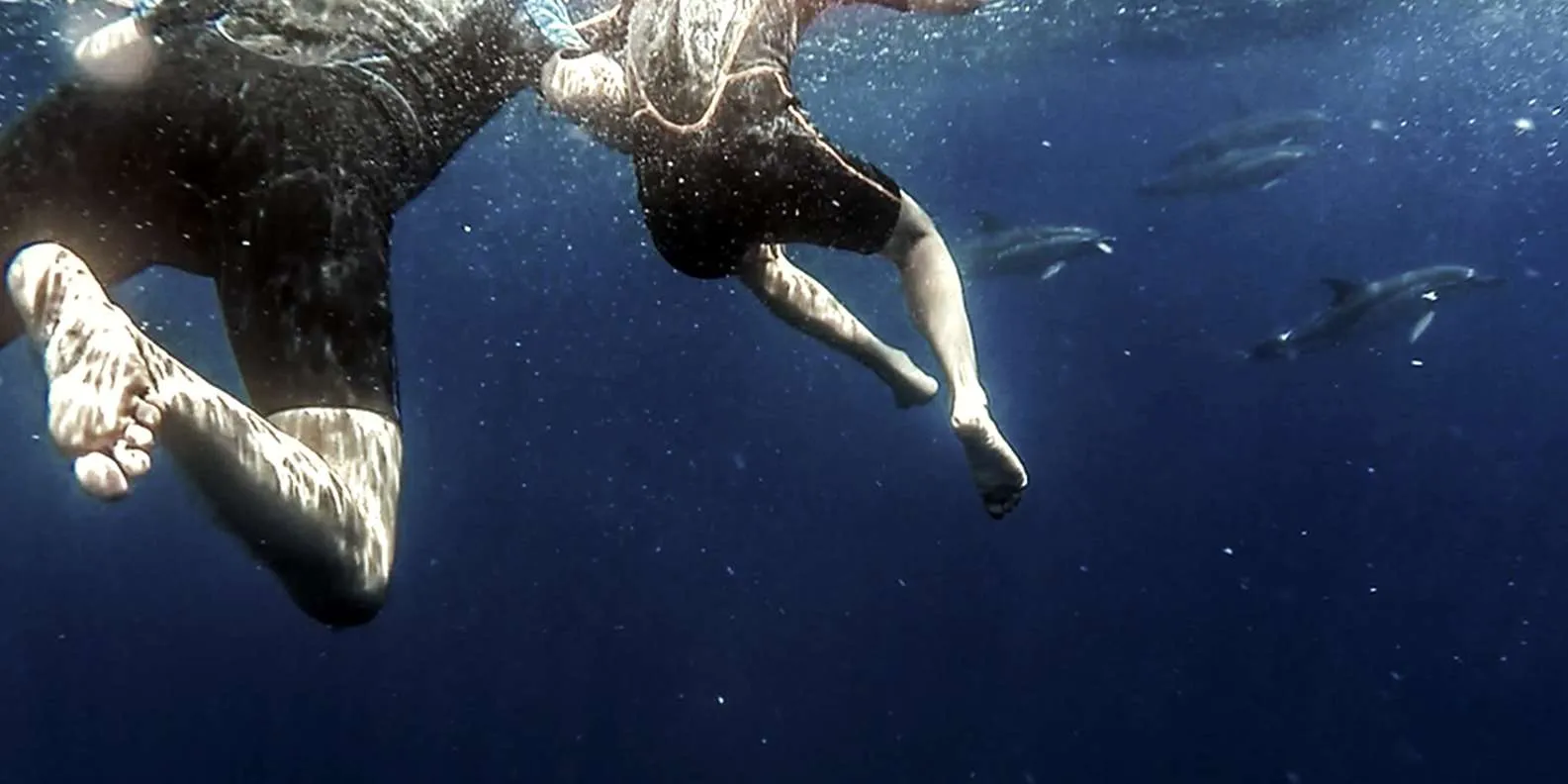 Azores: Swim with Dolphins Atlantic Experience