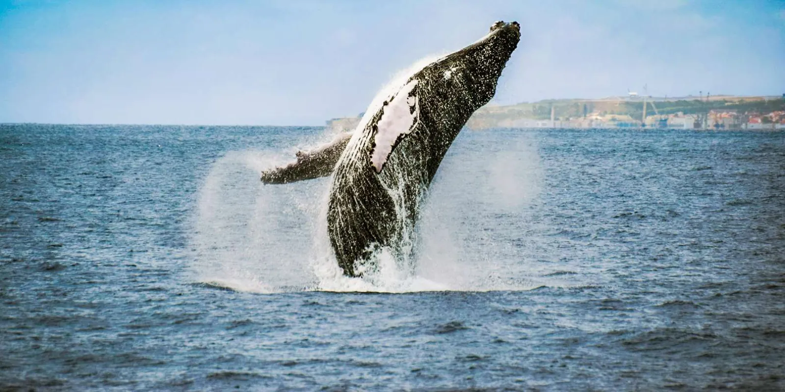 Breaching whale in Futurismo’s operator gallery; encounters vary