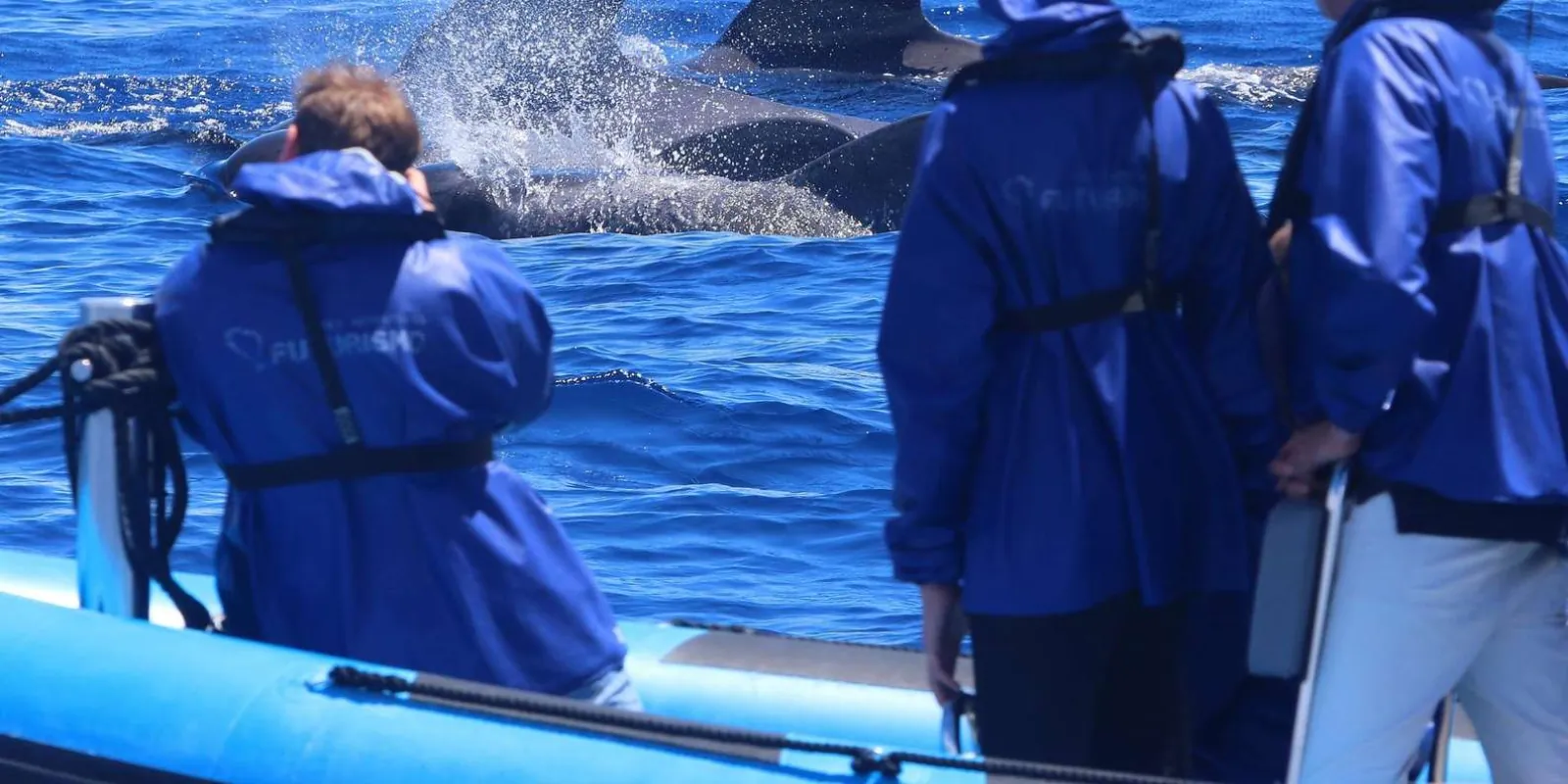 Futurismo Azores Whale Watching gallery: Whale watching boat and ocean scenery