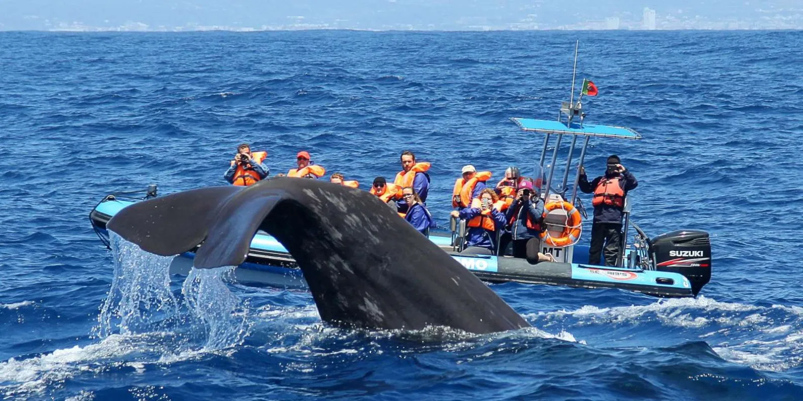 Futurismo Azores Whale Watching gallery: Wildlife encounter off São Miguel