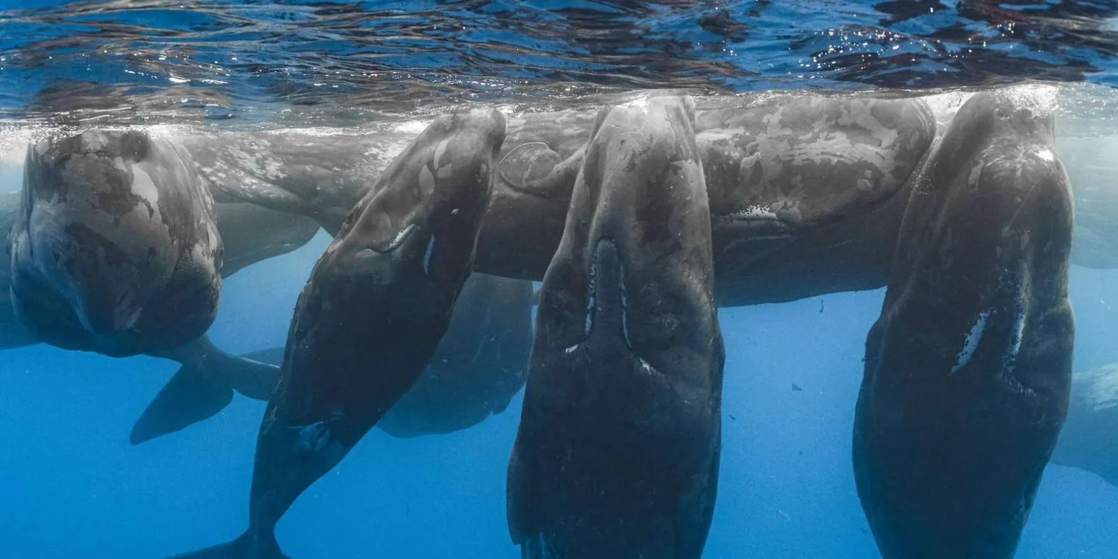Futurismo Azores Whale Watching gallery: São Miguel coastal scenery