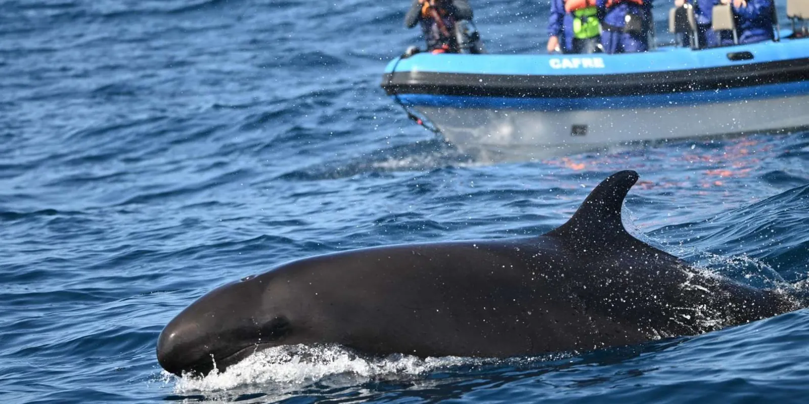 Futurismo Azores Whale Watching gallery: Marine life photographed by the operator