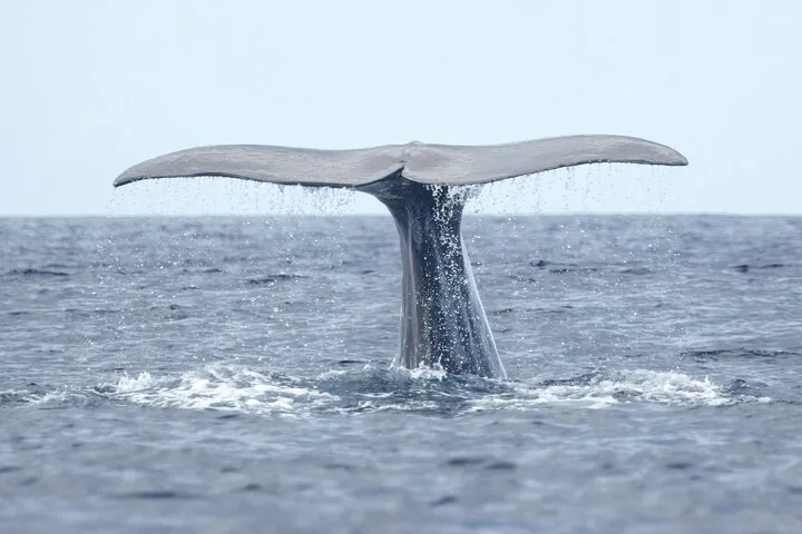 Picos de Aventura - Animação e Lazer, S.A. gallery: Wildlife encounter off São Miguel