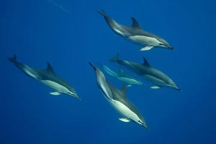 Swim with Wild Dolphins in the Azores