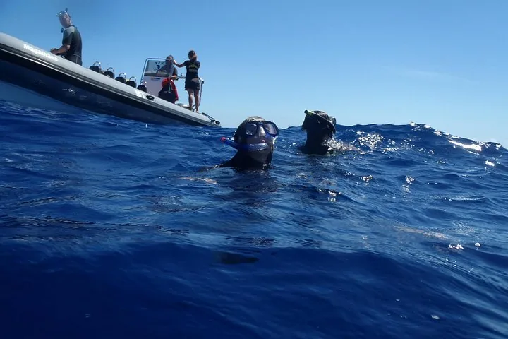 Picos de Aventura - Animação e Lazer, S.A. gallery: Marine life photographed by the operator