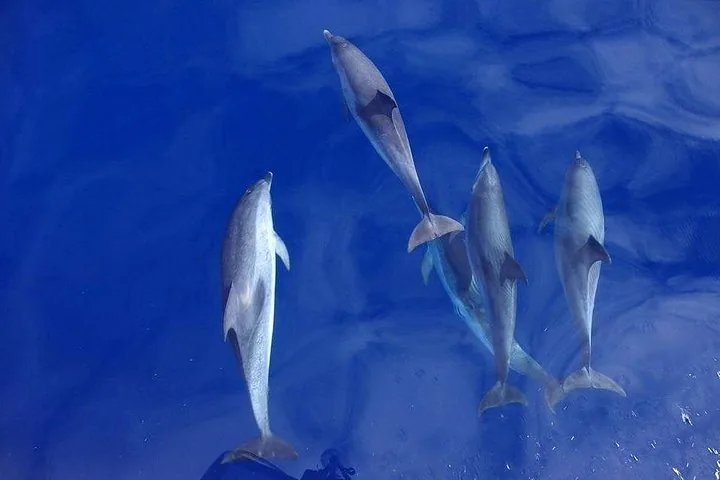 OceanEye Azores gallery: Whale watching boat and ocean scenery