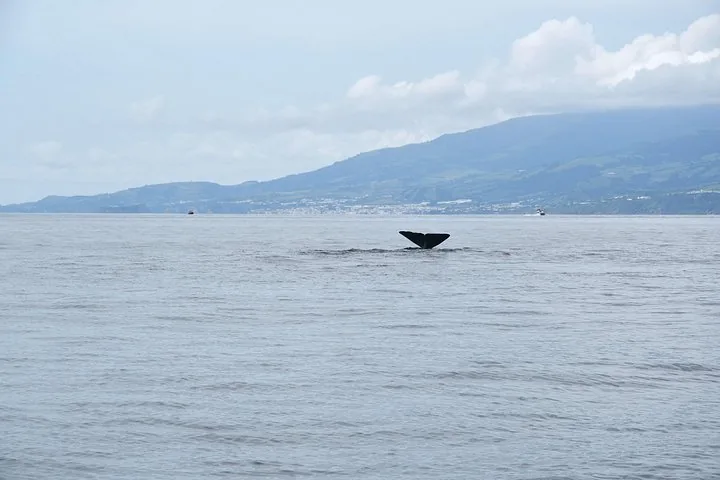 OceanEye Azores gallery: Wildlife encounter off São Miguel