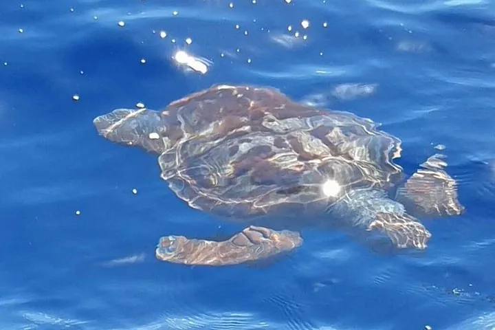 OceanEye Azores gallery: Marine life photographed by the operator